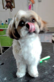 Shi Tzu Malu